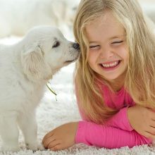 Aký typ podlahovej krytiny si vybrať? Koberec, alebo podlahu.